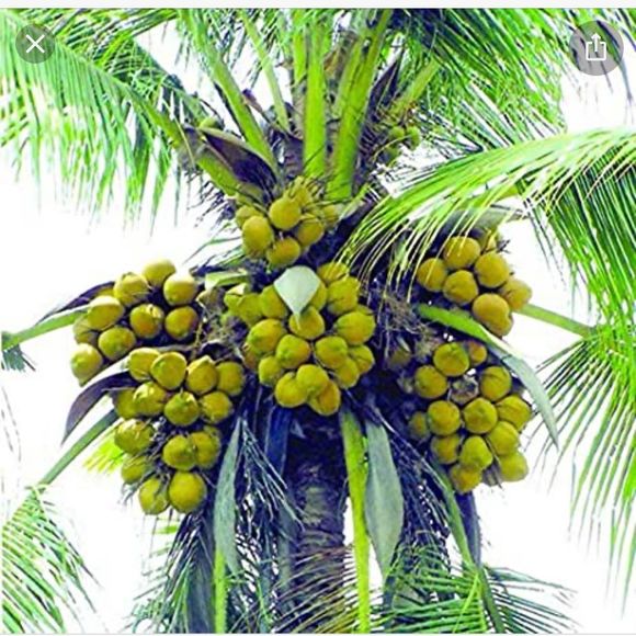 Meet your Posher, Tino - Picture 1 of 1